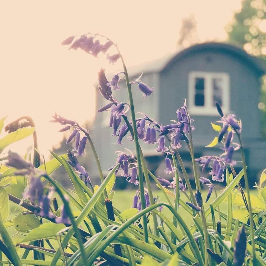 Skylark Shepherds Hut ロイヤル・タンブリッジ・ウェルズ エクステリア 写真